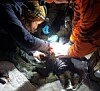 Villsvin i Norge: Stabil bestand tross intenst jakttrykk