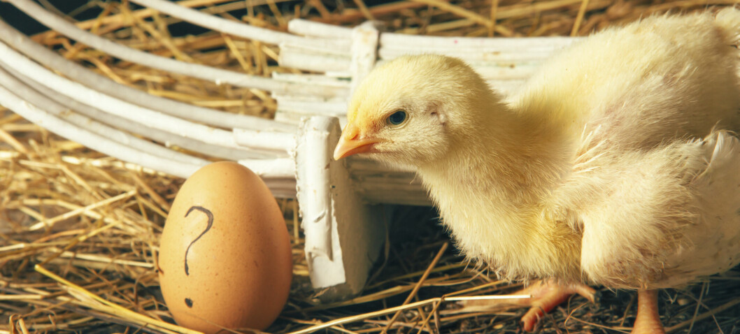 Trim hjernen i påsken!