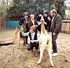 Pet Sounds 60 år: Beach Boys-mesterverket står igjen