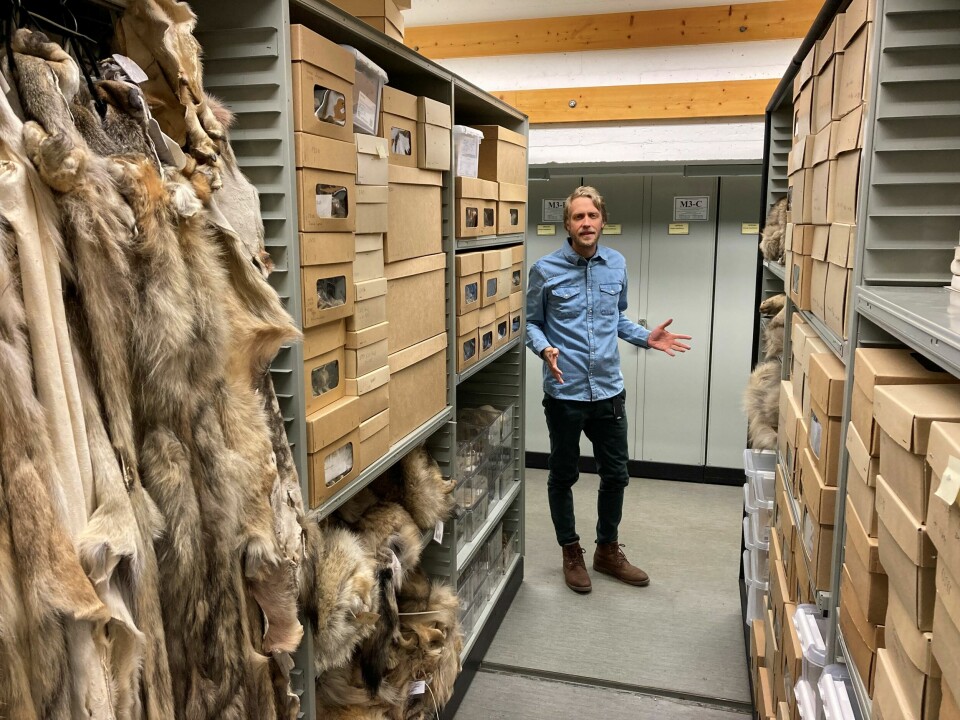 I alle disse eskene ligger ulveskaller og andre rester av ulver som har vandret i norske skoger. Naturhistorisk museum har også mange ulveskinn. – Ulvematerialet på museet strekker seg tilbake til midten av 1800-tallet, forteller førsteamanuensis Kjetil Lysne Voje. I alle disse eskene ligger ulveskaller og andre rester av ulver som har vandret i norske skoger. Naturhistorisk museum har også mange ulveskinn. – Ulvematerialet på museet strekker seg tilbake til midten av 1800-tallet, forteller førsteamanuensis Kjetil Lysne Voje.