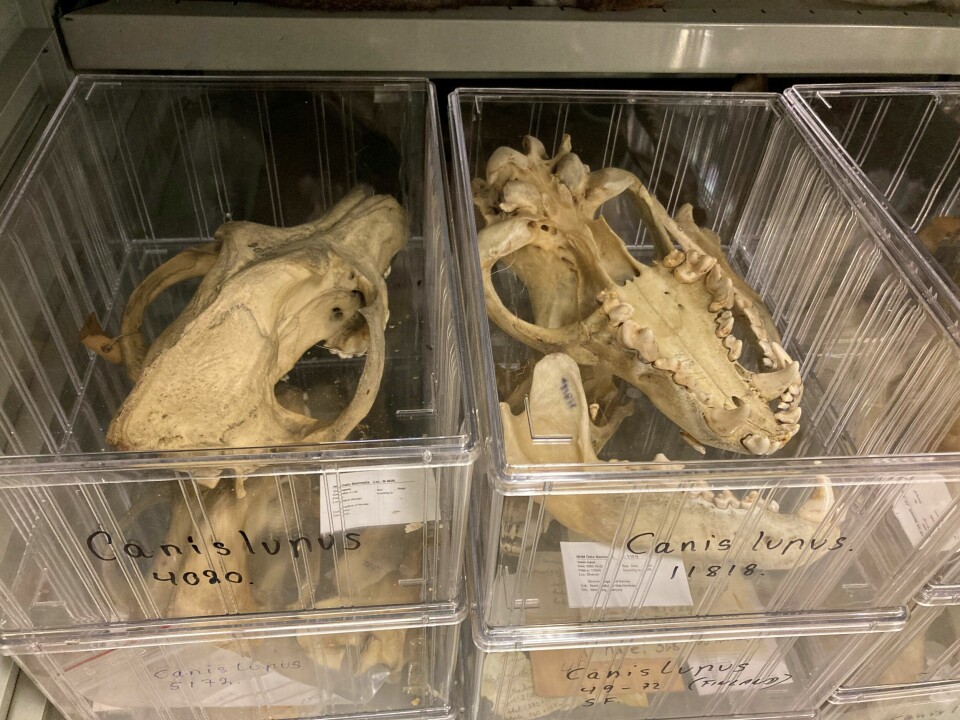 Naturhistorisk museum i Oslo har nå en samling på om lag 160 ulveskaller. Naturhistorisk museum i Oslo har nå en samling på om lag 160 ulveskaller.