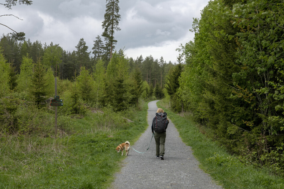Johanne Refseth på tur i Bærumsmarka med hunden Alma. Johanne S. Refseth. Forfatter av boka Psykolog med sovepose – Hvordan uteliv styrker indre liv. Bærumsmarka.
