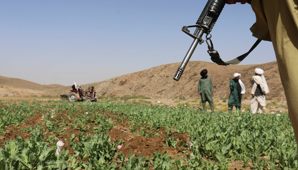 Taliban rydder en åker for valmueplanter i Washir-distriktet i Helmand-provinsen. Taliban har startet en kampanje for å utrydde valmuedyrking, med sikte på å få en slutt landets enorme produksjon av opium og heroin, men bøndene frykter at deres levebrød forsvinner i en tid med økende fattigdom Taliban rydder en åker for valmueplanter i Washir-distriktet i Helmand-provinsen. Taliban har startet en kampanje for å utrydde valmuedyrking, med sikte på å få en slutt landets enorme produksjon av opium og heroin, men bøndene frykter at deres levebrød forsvinner i en tid med økende fattigdom. Foto: Abdul Khaliq / AP / NTB