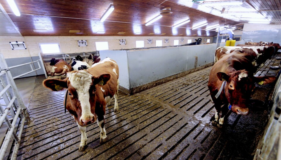 Illustrasjonsfoto. Kuer i fjøset på Jordmoen i Tynset. Illustrasjonsfoto: Vidar Ruud / NTB
