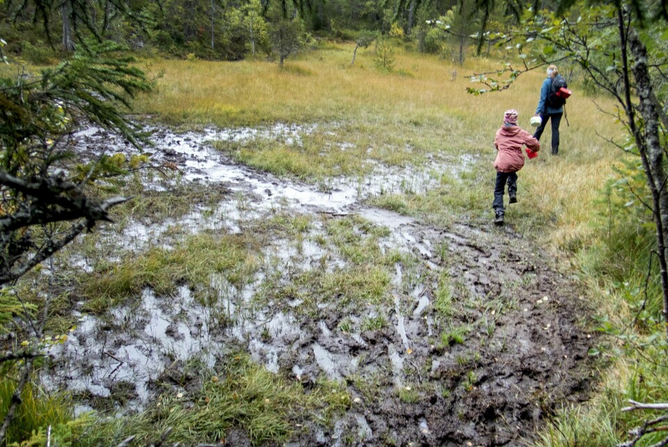 «Myr og sumpskog er viktige mekanismer for å redusere den globale oppvarmingen», skriver artikkelforfatterne. «Myr er et naturlig karbonlager. Myr kan også dempe tørke og har et rikt naturmangfold», konstaterte regjeringen da den økte bevilgningen til restaurering av myr og annen våtmark. Men det var i fjor.