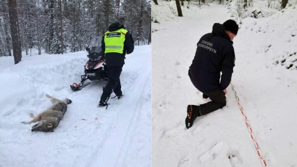 SNO gjennomfører skuddplasskontroller ved felling av ulv, for å forsikre seg at alt har skjedd etter regelverket. Nå har politiet blitt koblet inn etter fellingen av en ulvetispe under årets lisensjakt innenfor ulvesonen. ulv
