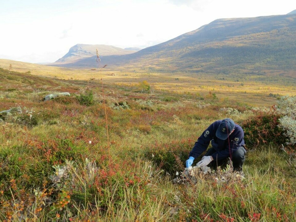 Hovedoppgavene til de 167 rovviltkontaktene til SNO er å gjennomføre skadedokumentasjon på husdyr og tamrein, og kontrollere tilfeldige meldinger om rovvilt. Hovedoppgavene til de 167 rovviltkontaktene til SNO er å gjennomføre skadedokumentasjon på husdyr og tamrein, og kontrollere tilfeldige meldinger om rovvilt.