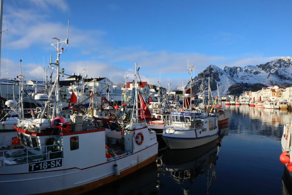 Henningsvær bader i vintersol, mens fiskerne kommer inn en etter en. Akkurat denne onsdagen ga dårlig fangst, men fiskerne under årets Lofotfiske opplever rekordhøye priser. Henningsvær