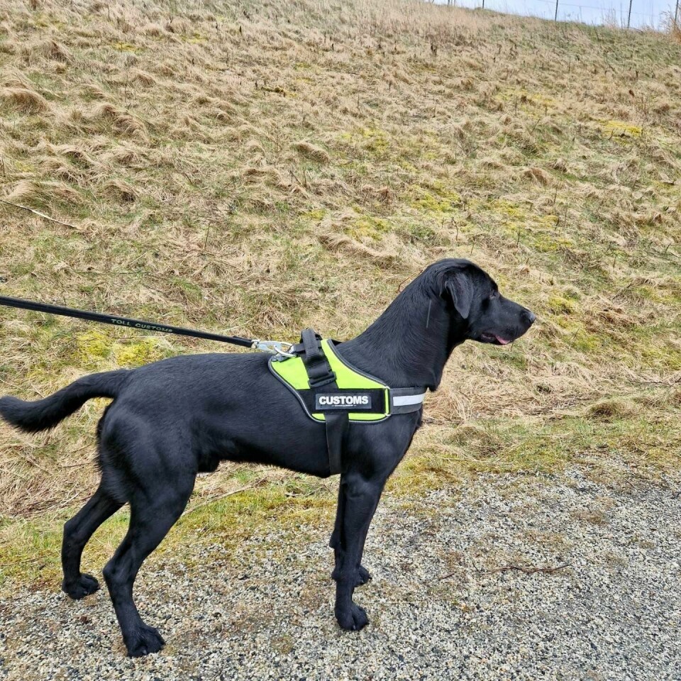 En ansatt i Tollvesenet gikk kveldstur med tjenestehunden sin Centa, da tollhunden markerte på en pizzabil som inneholdt over 50 kilo hasj. Foto: Sørvest politidistrikt / NTB En ansatt i Tollvesenet gikk kveldstur med tjenestehunden sin Centa, da tollhunden markerte på en pizzabil som inneholdt over 50 kilo hasj. Foto: Sørvest politidistrikt / NTB