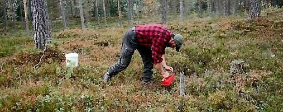 Det har vært en stor økning i antall hoggormbitt i sommer. Bærplukkere bør ha støvler på i skogen.
