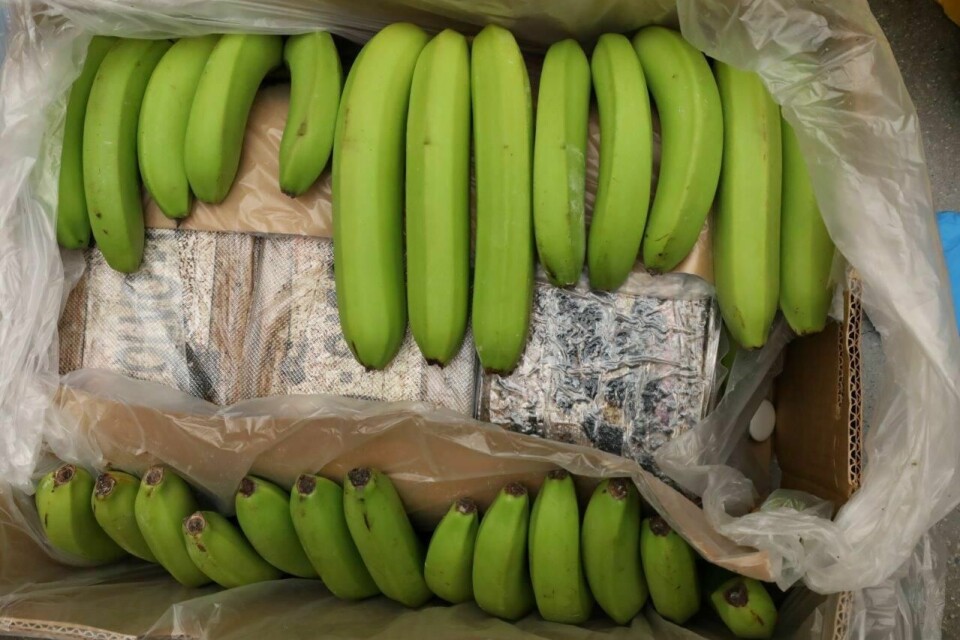 Banankasser er blitt en vanlig måte å smugle kokain til Europa på. Her fra et beslag på et Bama-lager i Oslo i mars 2023. Norgeshistoriens største kokainbeslag ble gjort i fruktkasser etter tips fra Tyskland. Foto: Oslo politidistrikt / NTB