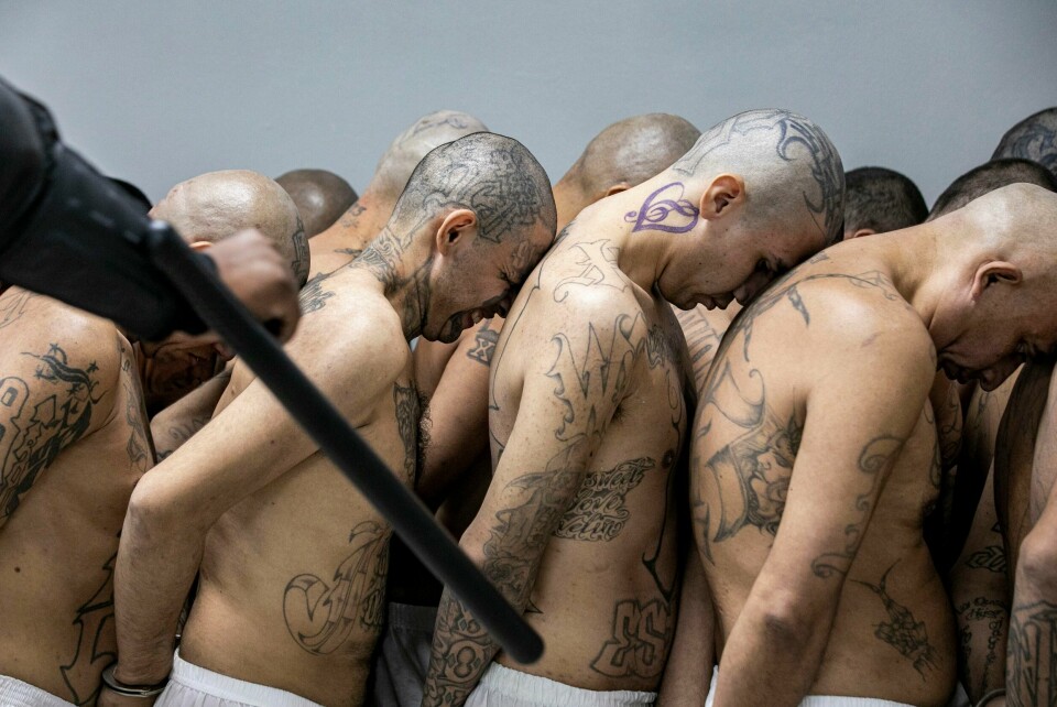 Politiet i El Salvador leter etter menn med tatoveringer som viser at de tilhører ulike kriminelle bander. Her er en gruppe menn arrestert. Myndighetene i El Salvador har gitt politiet forsterket myndighet til å pågripe og varetektsfengsle folk. Foto: El Salvadors presidentkontor / AP / NTB