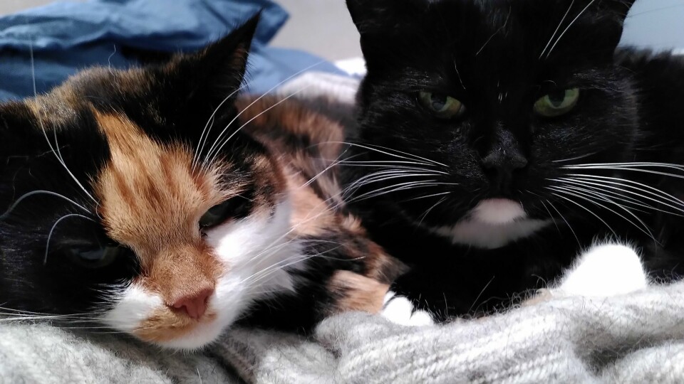 De to kattene Bernstein og Basil er begge 11 år gamle. De to kattene Bernstein og Basil er begge 11 år gamle.