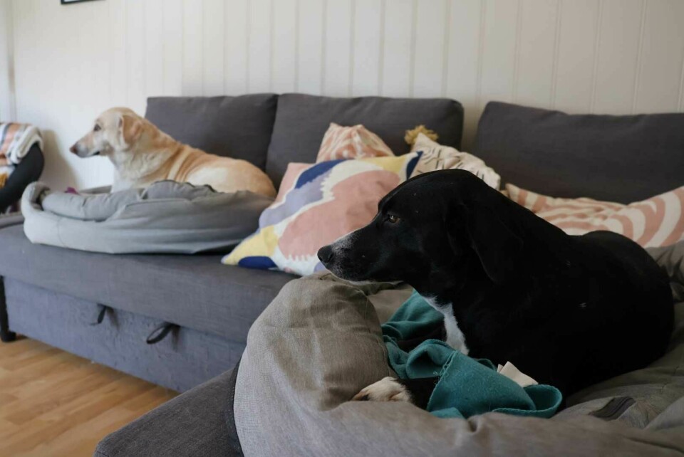 Hundene Noa og Asha er noen gode sofagriser. Hundene Noa og Asha er noen gode sofagriser.