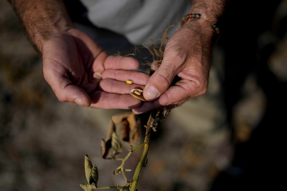 En soyaplante ødelagt av tørken nord i Argentina. En soyaplante ødelagt av tørken nord i Argentina. Foto: Natacha Pisarenko / AP / NTB