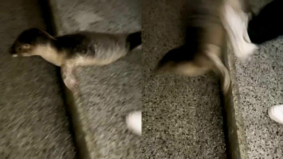 En person filmer mannen i det han sparker selen. Filmen ble lagt fram som bevis i rettssaken mot mannen. En person filmer mannen i det han sparker selen. Filmen ble lagt fram som bevis i rettssaken mot mannen.