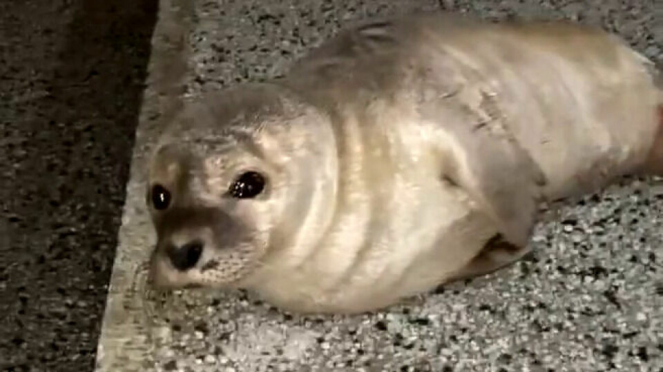 Selen i videoen er en ung og liten steinkobbe. Selen i videoen er en ung og liten steinkobbe.