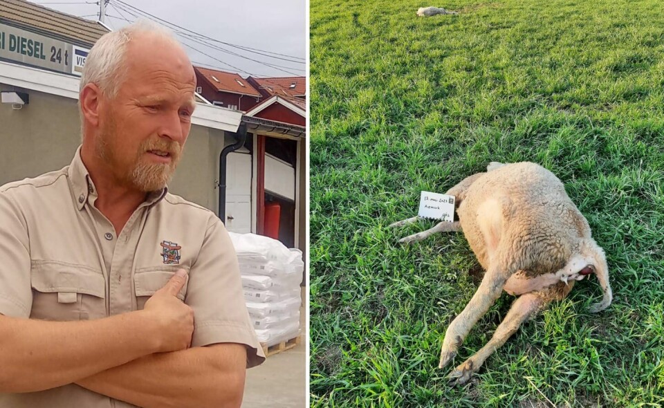 – Som samfunn må vi regne med at det skjer noen angrep, det er beklagelig – men en pris vi må være villig til å betale for å ha rovdyr i vår natur, sier Jan-Hugo Holten i Norges Miljøvernforbund. – Som samfunn må vi regne med at det skjer noen angrep, det er beklagelig – men en pris vi må være villig til å betale for å ha rovdyr i vår natur, sier Jan-Hugo Holten i Norges Miljøvernforbund.