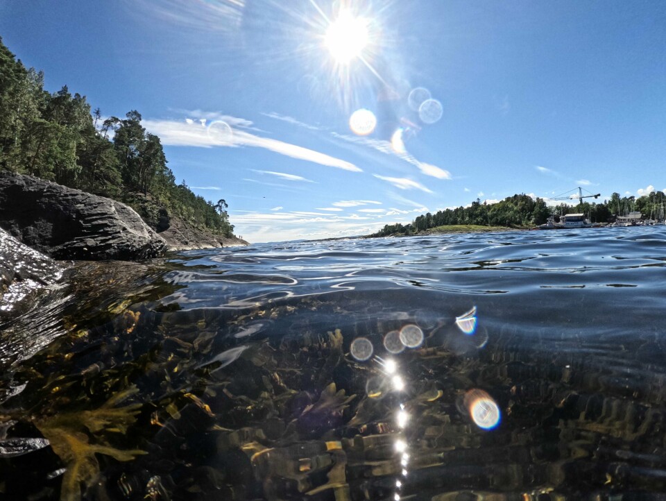 Oslofjorden ble rammet av en kraftig oppblomstring av alger i sommer. Fremmede arter kan endre opprinnelig natur ved å konkurrere ut naturlig hjemmehørende arter, og spre sykdommer som det ikke er motstandsdyktighet mot. Foto: Annika Byrde / NTB Oslofjorden har vært rammet av en kraftig oppblomstring av alger i sommer. Hele fjorden er rammet, både indre og ytre deler av den. Her ved Bygdøy sjøbad tirsdag.Foto: Annika Byrde / NTB