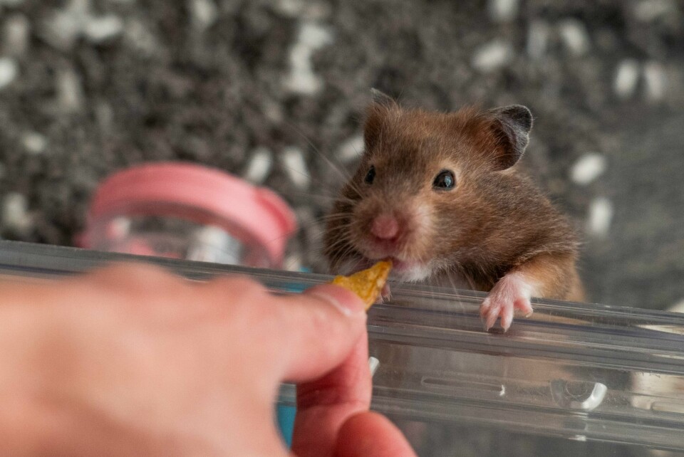 Hamster kan gå i dvale, og de kan dø. Det er ikke lett å avgjøre hva som er hva, erfarte Hannah Gitmark da hennes hamster Obos plutselig var livløs. Hamster kan gå i dvale, og de kan dø. Det er ikke lett å avgjøre hva som er hva, erfarte Hannah Gitmark da hennes hamster Obos plutselig var livløs.
