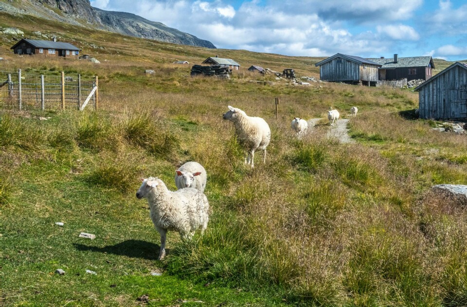 Antall seterbrukere som har fått setertilskudd, viser en oppgang med fem fra 745 setre i drift i 2022 til 750 i 2023. Antall seterbrukere som har fått setertilskudd, viser en oppgang med fem fra 745 setre i drift i 2022 til 750 i 2023. Foto: Halvard Alvik / NTB