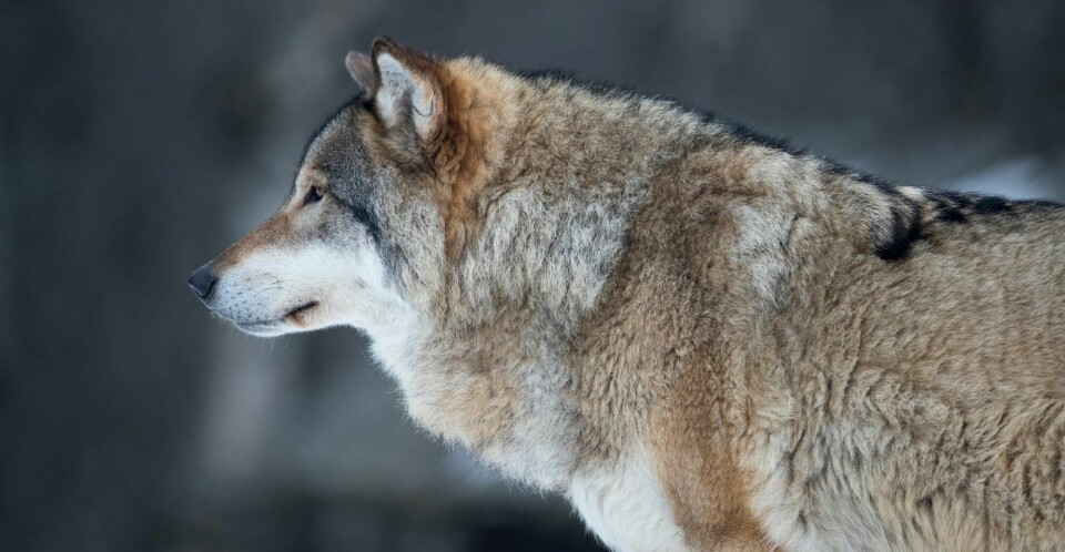 NJFFs syn på norsk ulveforvaltning er preget av egeninteressen for å jakte med løshund – uforstyrret av ulvens tilstedeværelse, mener Frode Røsand. Voksen hannulv. Latinsk navn: Canis Lupus