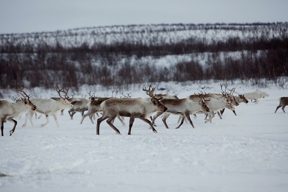 Gabna sameby vant ikke fram i retten med sin klage på driftstillatelsen til gruveselskapet Viscaria. Illustrasjonsfoto.