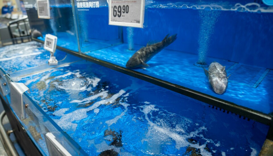 Død fisk flyter opp ned i fiskebanken hos supermarkedkjeden Hema Fresh i Shanghai, som selger nye norsk sjømat, blant annet laks og makrell. Sjømat Norge mener kina blir et stadig viktigere eksportmarked for norsk sjømat. Død fisk flyter opp ned i fiskebanken hos supermarkedkjeden Hema Fresh i Shanghai, som selger nye norsk sjømat, blant annet laks og makrell. Sjømat Norge mener kina blir et stadig viktigere eksportmarked for norsk sjømat. Foto: Heiko Junge / NTB