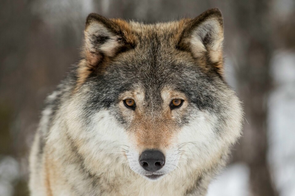 EU har vedtatt å senke vernestatusen til ulven. Det åpner for mer jakt. Denne ulven er fotografert i Langedrag naturpark. Illustrasjonsfotol