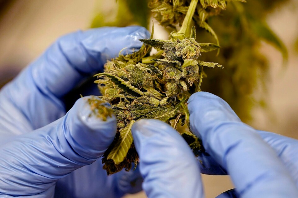 Prøveordningen med medisinsk cannabis gjøres permanent i Danmark fra 2026, når prøveperioden går ut. Prøveordningen med medisinsk cannabis gjøres permanent i Danmark fra 2026, når prøveperioden går ut. Illustrasjonsfoto: Charlie Riedel / AP / NTB