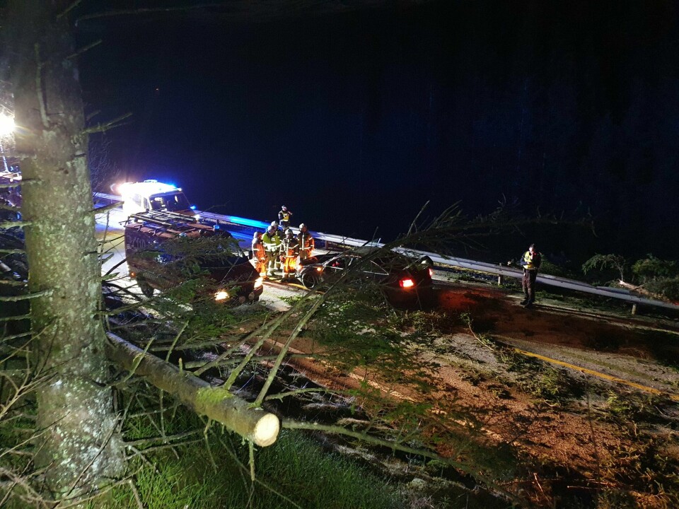 Fire menn er dømt til ubetinget fengsel etter å ha kappet ned flere trær med motorsag, og lagt trærne over veier i Kinn kommune i Vestland i januar og mars i år. Flere biler kjørte inn i trærne. Fire menn er dømt til ubetinget fengsel etter å ha kappet ned flere trær med motorsag, og lagt trærne over veier i Kinn kommune i Vestland i januar og mars i år. Flere biler kjørte inn i trærne. Foto: Politiet / NTB