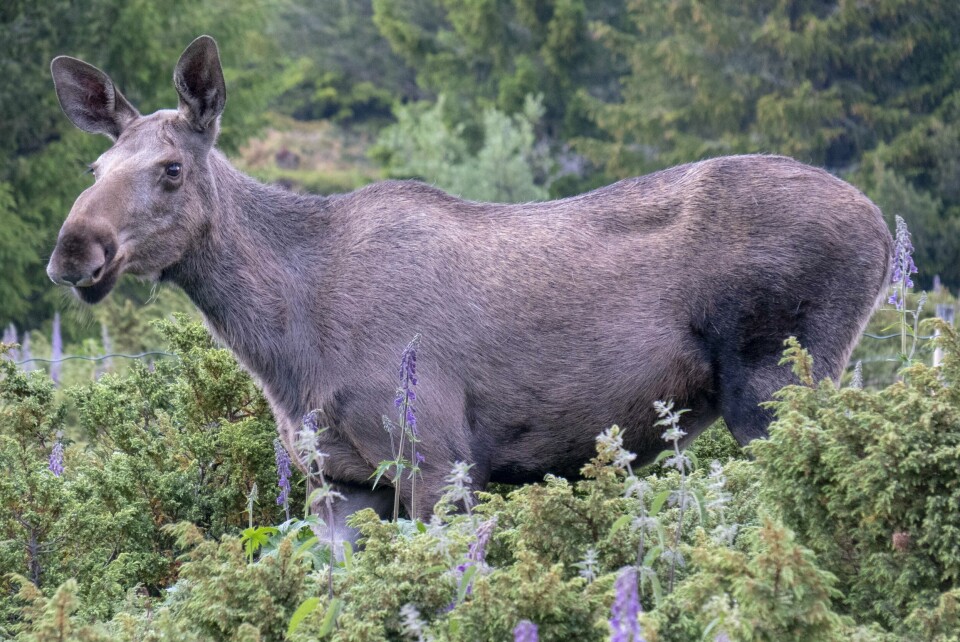 Elgene har gått av veien og at E6 er åpnet igjen i begge retninger. Færre elgar blei påkøyrde i fjor. Foto: Paul Kleiven / NTB / NPK