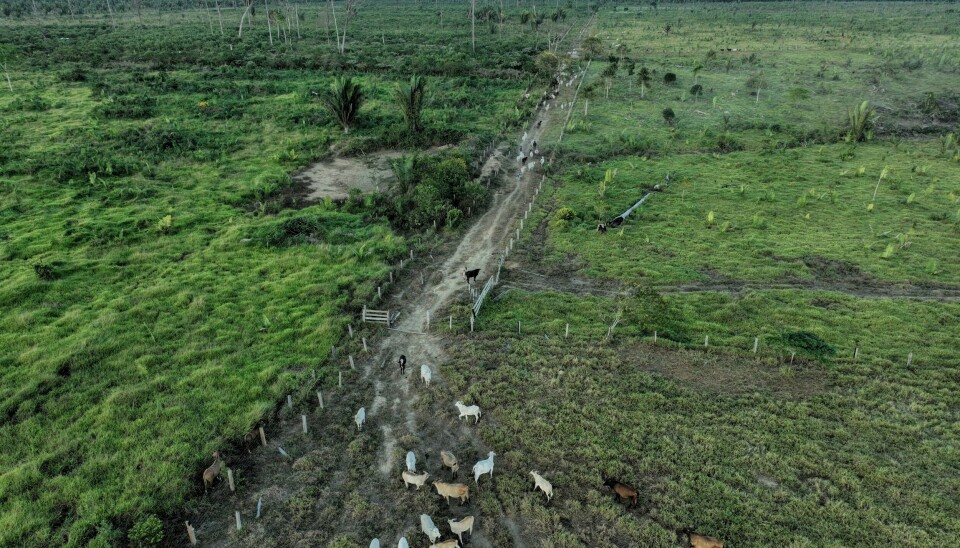 Brasil er et av landene som misliker EUs avskogingsdirektiv, som nå er blitt utsatt. Bildet viser storfe i et ulovlig avskoget område i delstaten Rondônia i Brasil. Brasil er et av landene som misliker EUs avskogingsdirektiv, som nå er blitt utsatt. Bildet viser storfe i et ulovlig avskoget område i delstaten Rondônia i Brasil. Foto: Andre Penner / AP / NTB