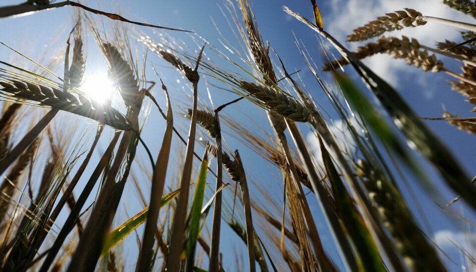Russland og Ukraina produserer mer enn en firedel av all hvete i verden. Krigen i Ukraina kan gi hvetemangel mange steder i verden. Illustrasjonsfoto: Frank May / NTB