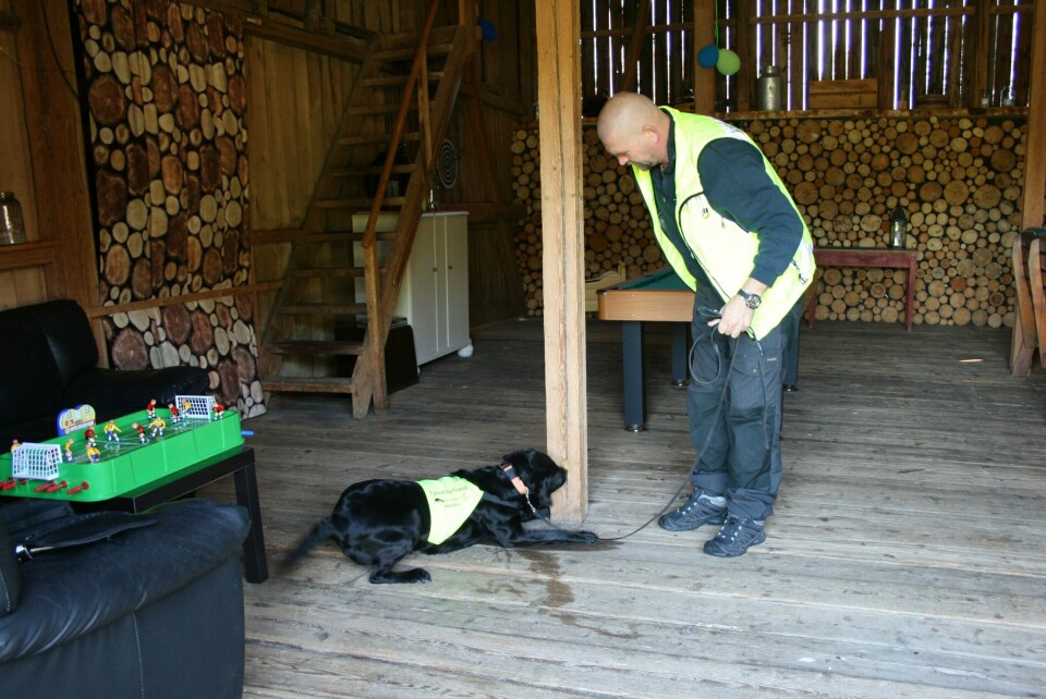 JAKTER PÅ LUKTKILDEN: Mange river opp et helt gulv eller en vegg på jakt etter kilden til vond lukt i kjelleren. Hvis hunden markerer akkurat der kadaveret er, blir rivejobben mindre. Foto: DogPoint JAKTER PÅ LUKTKILDEN: Mange river opp et helt gulv eller en vegg på jakt etter kilden til vond lukt i kjelleren. Hvis hunden markerer akkurat der kadaveret er, blir rivejobben mindre. Foto: DogPoint