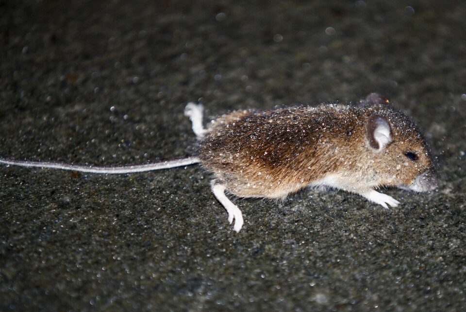 Når rotter og mus kryper inn i hus, på jakt etter mat og ly, dør flere av dem rett og slett av alderdom. Så begynner det å stinke. Skadedyr