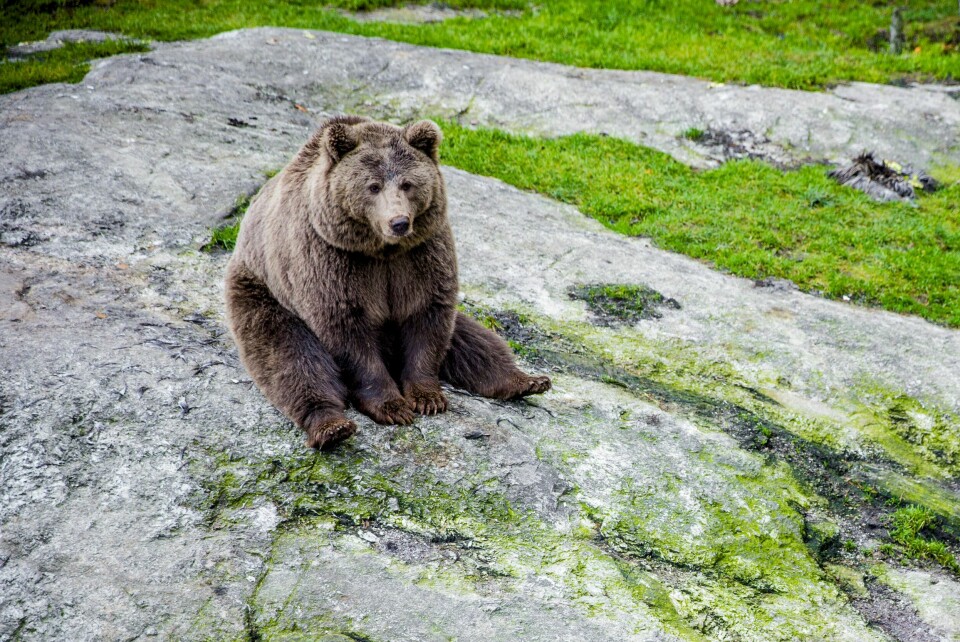Naturvernforbundet mener det skytes for mange bjørn i Norge, og ber nå myndighetene stramme inn på blant annet fellingstillatelser og lisensjakt. Her en brunbjørn i Bjørneparken i Flå. Illustrasjonsfoto: Stian Lysberg Solum / NTB