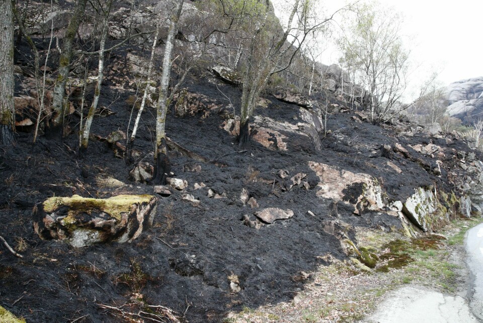 Resuktatet av en tidligere skogbrann i Rogaland. Nå advares det før 17. mai og pinsehelgen om stor skogbrannfare i fylket. Sokndal 20190424.Et utbrent området etter skogbrannen i Sokndal i Rogaland som begynte tirsdag.Foto: Terje Pedersen / NTB scanpix