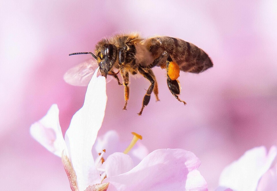 En bie ved en blomstrende kirsebærtre i Erfurt i Tyskland. Tidligere i år varslet insektforskere om at en stor del av verdens insektstarter er i rask tilbakegang og på sikt truet av utryddelse. De advarte om katastrofale konsekvenser for «planetens økosystemer og menneskehetens overlevelse».