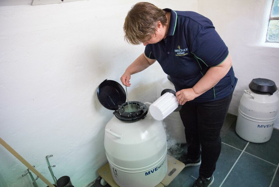 Sæden blir fryst og lagret i tanker fylt av flytende nitrogen. Hver tank som dette kan fylles opp med sæd fra rundt 1.200 hunder, ifølge veterinær Trude Hegle. Sæden blir fryst og lagret i tanker fylt av flytende nitrogen. Hver tank som dette kan fylles opp med sæd fra rundt 1.200 hunder, ifølge veterinær Trude Hegle.