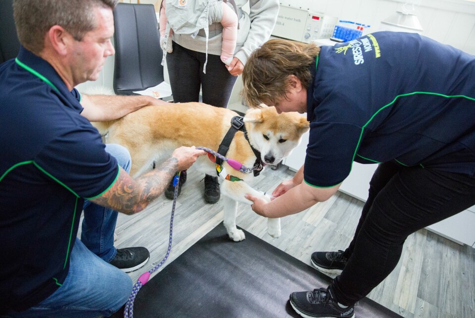 Selskapet følger hunden hele veien gjennom reproduksjonsløpet. Her tar veterinær Trude Hegle en blodprøve av en akita. Selskapet følger hunden hele veien gjennom reproduksjonsløpet. Her tar veterinær Trude Hegle en blodprøve av en akita.