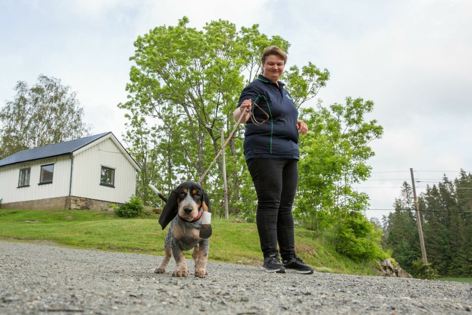 Veterinær Trude Hegle med en 12 uker gammel valp av rasen Basset Bleu De Gascogne. Den finnes det ifølge henne bare 20 av i Norge. Hegle håper å kunne lagre sæd fra denne sjeldne rasen - og flere - i selskapets sædbank i fremtiden. Veterinær Trude Hegle med en 12 uker gammel valp av rasen Basset Bleu De Gascogne. Den finnes det ifølge henne bare 20 av i Norge. Hegle håper å kunne lagre sæd fra denne sjeldne rasen - og flere - i selskapets sædbank i fremtiden.