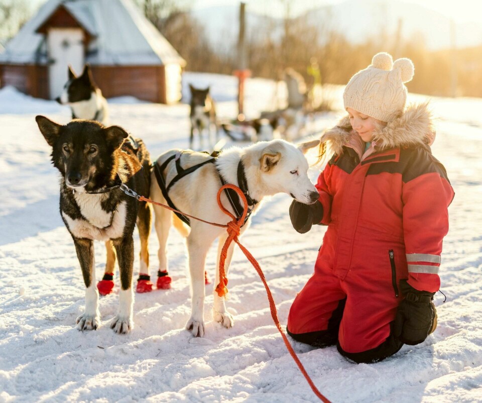 Mange steder i Finnmark finnes det muligheter for å kjøre med hundespann. Illustrasjonsfoto: Shutterstock/NTB Mange steder i Finnmark finnes det muligheter for å kjøre med hundespann. Illustrasjonsfoto: Shutterstock/NTB