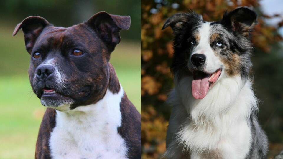 Staffordshire bull terrier (t.v.) og Border collie var de aller mest populære hunderasene å anskaffe seg i 2020 på landsbasis, og var også ettertraktet i både Fredrikstad og Viken.