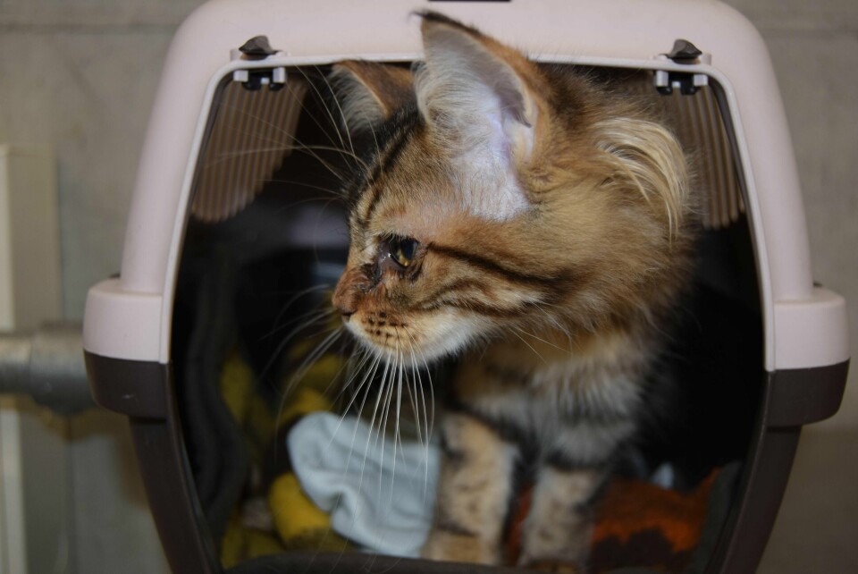 Katten måtte sendes tilbake, blant annet fordi den ikke hadde fått rabiesvaksine. Men kjøperne sa seg villige til å betale for karantene, og unngikk dermed avlivining.