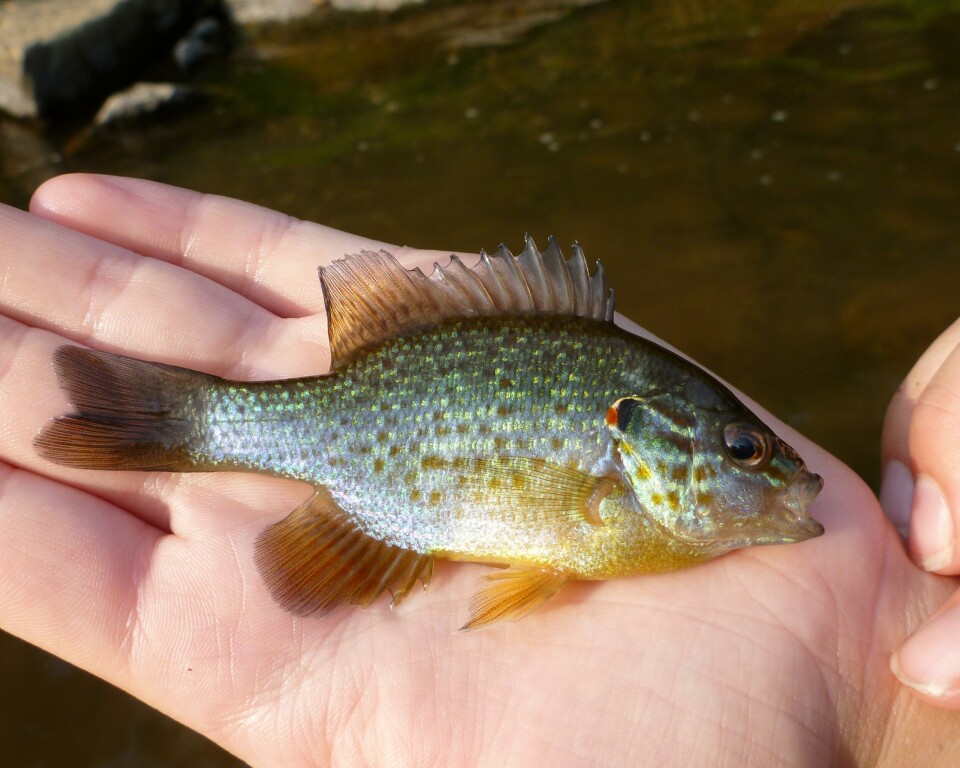 Dette er fiskearten som har blitt påvist i Molbekktjernet, senest i høst: rødgjellet solabbor eller Lepomis gibbosus. Dette er fiskearten som har blitt påvist i Molbekktjernet, senest i høst: rødgjellet solabbor eller Lepomis gibbosus.
