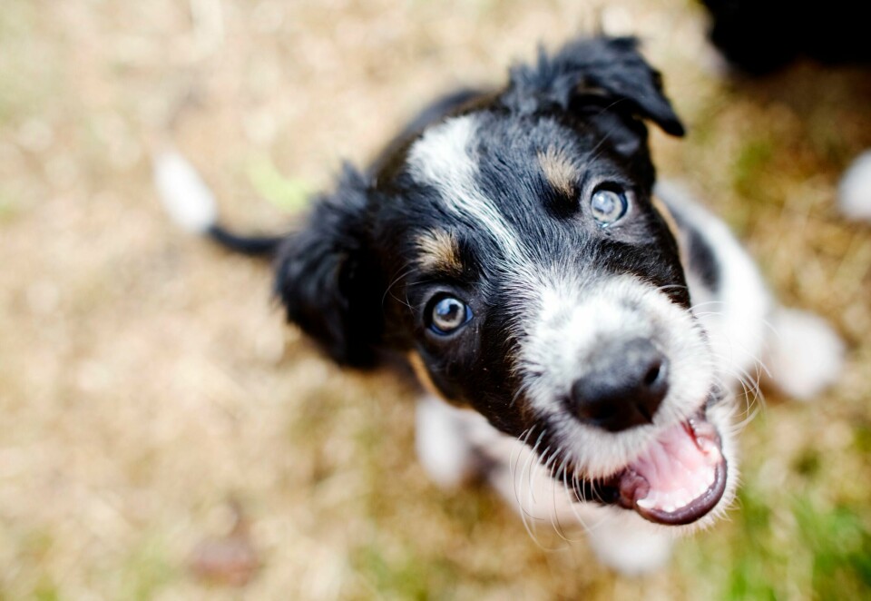Border collie-valp hilser på fotografen. Border collie valp titter inn i kamera.