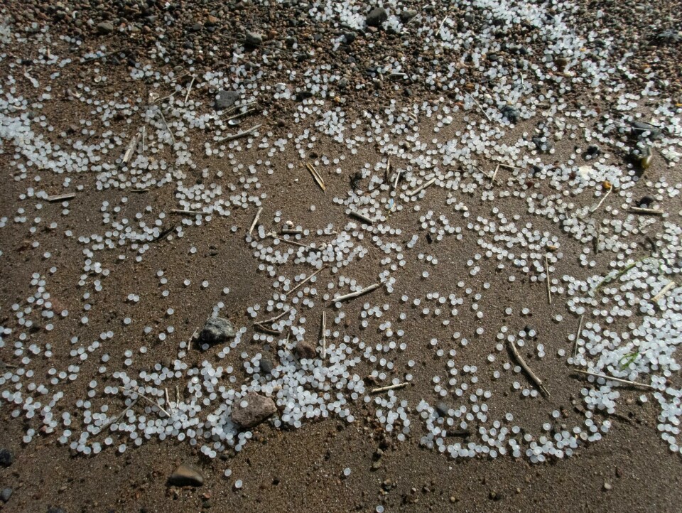 Hundrevis av kilo med små plastkuler er blitt sluppet ut i Oslofjorden. Jakten på hvem som har gjort det har tatt seg opp. Foto: Mimsy Møller To millimeter store pelletser. Plastpellets. Plastperler. Plastkulene brukes som råstoff i produksjonen av ulike plastprodukter. Havfruetårer. Plastgranulat. Larkollen.