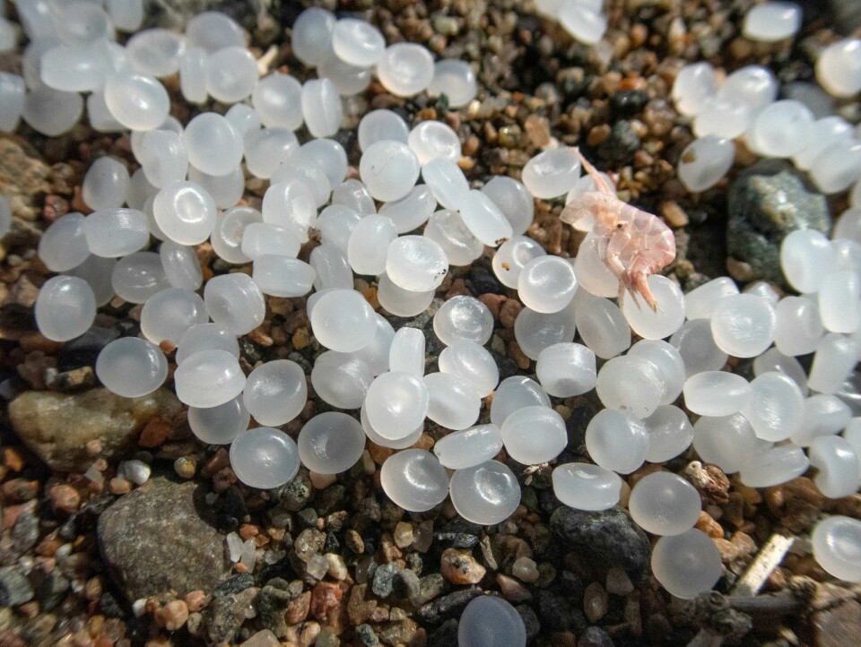 To millit To millimeter store pelletser. Plastpellets. Plastperler. Plastkulene brukes som råstoff i produksjonen av ulike plastprodukter. Havfruetårer. Plastgranulat. Larkollen.