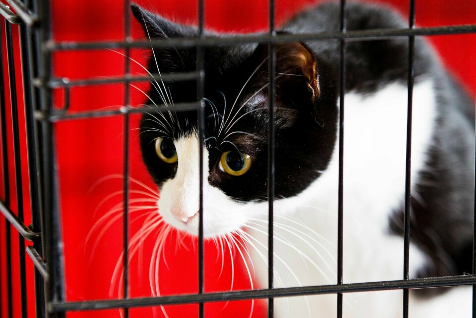 I delstaten New York har amerikanske myndigheter oppdaget at to katter er smittet av koronaviruset. Denne katten er imidlertid norsk. Illustrasjonsfoto: Vegard Grøtt / NTB scanpix